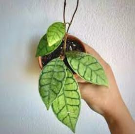 Hoya callistophylla fiore di cera vaso 5,5cm foto reali