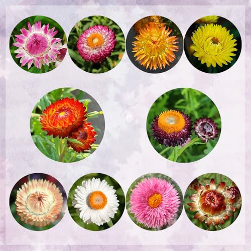 semi di elicriso - piante perenni resistenti fiori recisi semi di piante da interno esotiche resistenti biologici in vaso per esterni decorazione da giardino per esterni esotiche fiori 350pcs