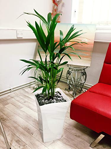 Easy Plants 1 grande pianta Kentia palma in vaso bianco lucido Milano – 90/100 cm di altezza