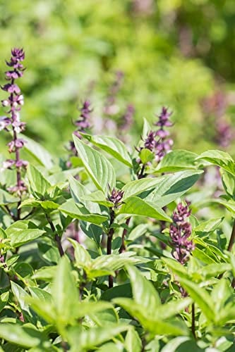 500 Samen Thai Basilikum Ocimum Basilicum Asia Kräuter Küchen Garten Gewürz