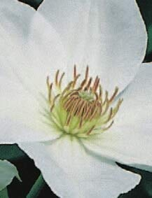 Clematis hybride Mrs. George Jackman (60-100 cm) - Waldrebe/Klematis