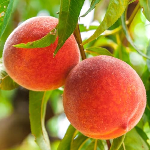 Peach 'Red Peachy' Dwarf Tree | Ornamental Red Blossoms | Sweet Yellow Fruits | Self-Fertile (Height 90cm) 18cm Pot x 1 by Thompson & Morgan