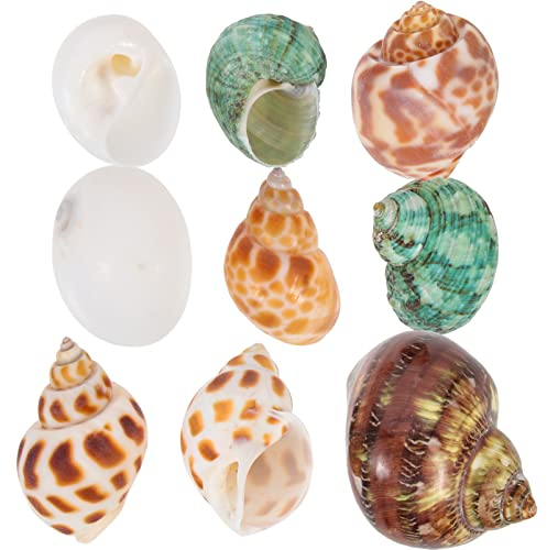 POPETPOP Grand Crabe Ermite 9pcs Hermit Shells Fish Tank Conch Ornaments Aquarium Landscaping Conch Decoration Bernard- L Ermite Échangeant des Coquilles Terrariums Pierre Plante Blanc