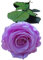 Genérico Rosa Morada Malva Preservada. Regalo Original. Rosa eterna Morada Malva. Flores preservadas.