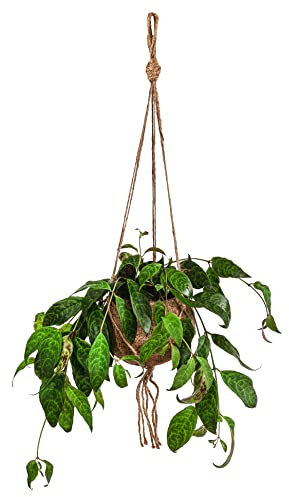 Dehner Kokodama-Ampel Gefleckte Schamblume, Aeschynanthus, ca. 30 cm, Ø Topf 17 cm, hängende Zimmerpflanze