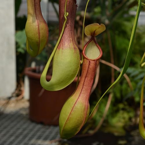 Vivai le Georgiche - Pianta vera di Nepenthes alata Pianta carnivora tropicale alata - vaso 18 basket