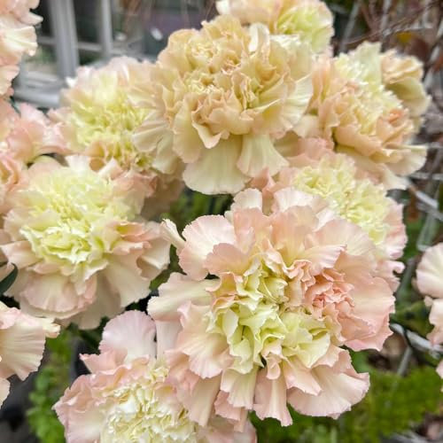 800 Pcs Nelken Samen Winterhart Mehrjährig - Bartnelken Blumensamen, Winterharte Pflanzen Für Garten, Winterharte Blumen Bartnelken Pflanzen Samen, Nelken Bio Samen, Blumensamen Balkon,