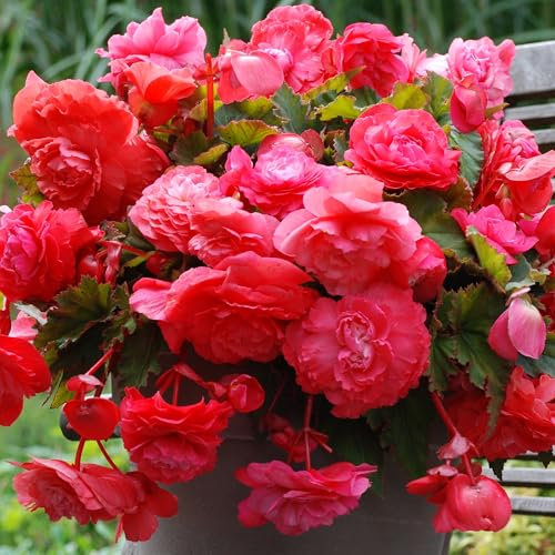 Begonia Odorata Pink Flamingo - Fragrant Tuberous Perennial - Summer Flowering Plant - Trailing for Hanging Baskets and Containers - UK Gardens (4 Bulbs)