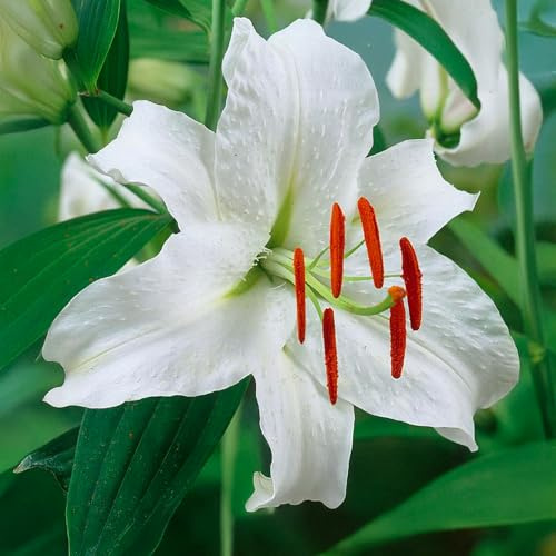LILIUM-Zwiebeln (LILIEN) | Zwiebeln von den besten niederländischen Erzeugern | Exklusive Auswahl und Qualitätskontrolle | Blühgarantie. (2 Orientalische Lilien Weiß)