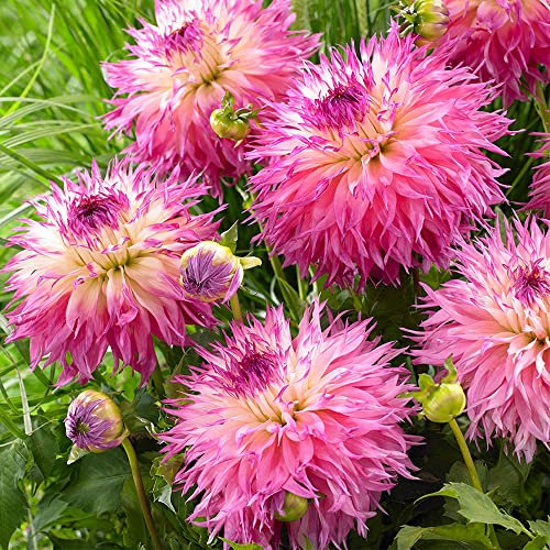 1 x Dahlia Dinnerplate Pineland Princess - Summer Flowering Bulb - Tidy Compact Plants - A Stunning Garden Plant - for Your Beautiful Garden