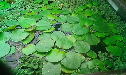 Schwimmpflanzen-Set 50 Stück für Teich oder Aquarium