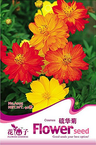Zeit-Limit !! Lila + Red Glockenblumen Fuchsia Samen Topfblumensamen Topfpflanzen hängende pinkfarbene Blumen 50 PCS/Lot, 3B9VX7