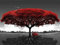 GEMMII Rouge Vie Arbre Art Impression Sur Toile Peinture Noir Et Blanc Paysage Mur Photo Moderne Décoration De La Maison Affiche Affiche XXL 80x160cm Sans Cadre