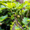 Fig Tree 'Brown Turkey' – Self-Fertile, Hardy Fruit Tree for UK Climate – Ideal for Patios, Containers, and Outdoor Growing – Easy to Grow with Juicy Summer Figs 1x 4.5 Litre Pot by Suttons