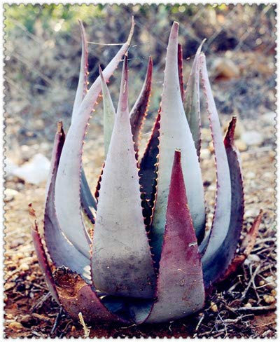 Kalash New 100 pcs Succulent Aloe Vera graines de plantes pour le jardinage lumière bleu 2