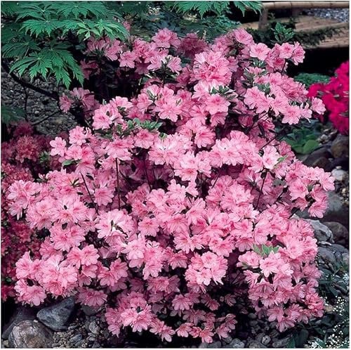 GrowOn Shrubs [x2] Dwarf Japanese Azalea Japonica 'Diamant Pink' | Multi-Pack | Evergreen Shrubs | Outdoor Garden Ready Plants | Spring Flowering | Light Pink Flowers