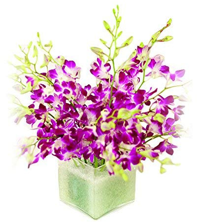 Sendabunch Fresh Singapore Dendrobium Orchids Bouquet - 20 Beautiful Stems for a Touch of Eastern Charm - 14-Day Freshness Guarantee - Perfect for Birthdays, Anniversaries & Special Occasions