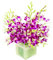 Sendabunch Fresh Singapore Dendrobium Orchids Bouquet - 20 Beautiful Stems for a Touch of Eastern Charm - 14-Day Freshness Guarantee - Perfect for Birthdays, Anniversaries & Special Occasions