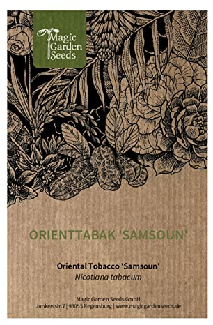 Tabacco Orientale 'Samsun' (Nicotiana Tabacum) - circa 500 semi