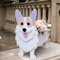 Gochoi Grand Jardinière Pot Cadeaux Corgi pour Les Amateurs de Corgi Trucs Décor Chien Pot de Fleur Jardin Exterieur Intérieur PVC pour Plante Pot Rectangulaires Animal pour Pot Succulent,B Corgi