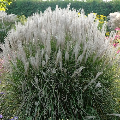 Miscanthus Kleine Silberspinne - Herbe de la Pampa Japonaise - Graminée Ornementale Vivace pour Jardin
