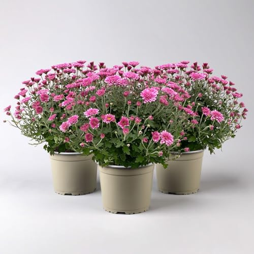 Chrysanthemen, lila, Topf-Ø 19 cm, 3 Pflanzen