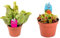 Kit de 2 Plantas Carnívoras en Maceta Pequeña Pack Ahorro Plantas Naturales