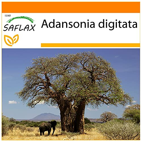 SAFLAX - Garden in the Bag - Afrikanischer Affenbrotbaum - 6 Samen - Mit Anzuchtsubstrat im praktischen, selbst aufstellenden Beutel - Adansonia digitata