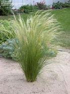 Park Farm Plants Stipa tenuissima 'Pony Tails' Feather Deciduous Perennial Garden Grass 9cm Pot