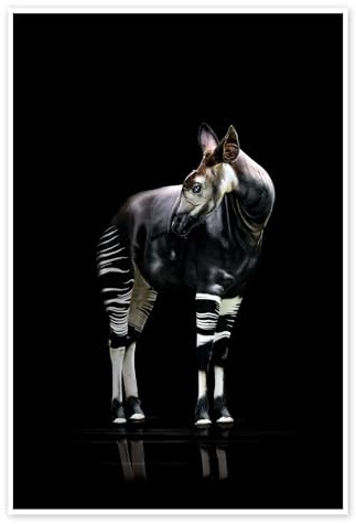 Posterlounge Okapi Poster | 20 x 30 cm von Werner Dreblow Schwarz Wandbilder Wanddeko