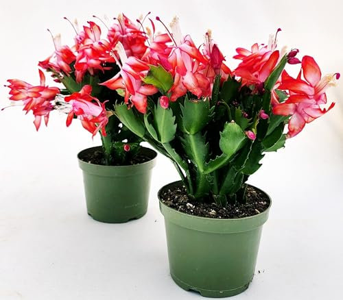 POWERS TO FLOWERS - SCHLUMBERGERA ROSSA 2 PIANTE, Vaso 9cm, Natalina, Pasqualina, Rhipsalis, piante vere