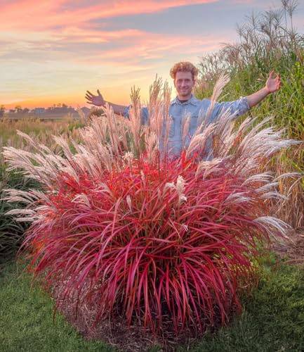 BALDUR Garten 3x Miscanthus 'Lady in Red®', Pflanzen im 9x9 cm-Topf