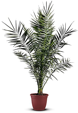 Tropictrees Phönix canariensis | Höhe 140cm | Dattelpalme winterhart & kältebeständig | Phönixpalme | Outdoor Grünpflanze | Kanarische Dattelpalme | Outdoor Palme
