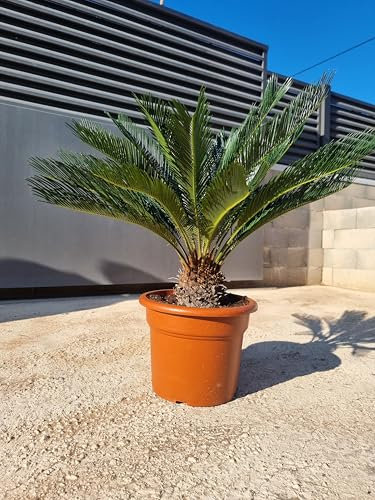 Lot de 4 unités - Cyca Revoluta 15L avec un tronc de 10/15CM