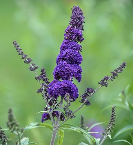 Schmetterlingsflieder Summer Bird Midnight Blue 30-40cm - Buddleja - lebende Gartenpflanze aus den Baumschulen