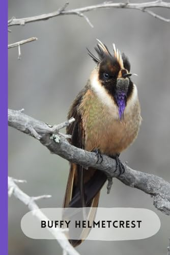 Buffy Helmetcrest Hummingbird. Bird Themed Notebook: Journal for Writing and Drawing, ideal for Children and Adults. School, College, Office Supplies and Work. Bird Lovers!