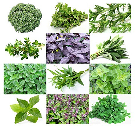 1000 Mixed Herb Seeds Non GMO 12 Varieties This is a Mix, Diplotaxis tenuifolia