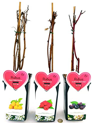 POWERS TO FLOWERS - RUBUS IDAEUS HERITAGE (LAMPONE ROSSO, LAMPONE GIALLO,e LAMPONE NERO, 3 PIANTE, piante vere