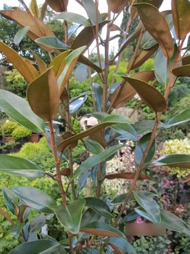 Magnolia grandiflora Alta - Magnolie Alta - 125-150