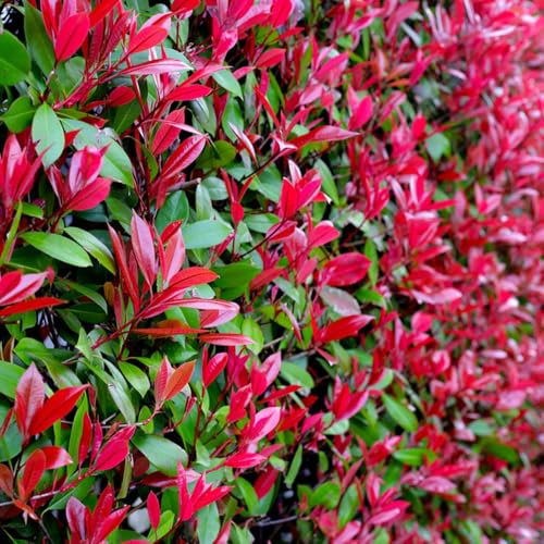 ligustro lucido - semi piante da giardino vaso per piante resistenti all'esterno ligustro lucido pianta in vaso - Serie Rare - in esotiche semi di di bonsai da interno giardino 350pcs