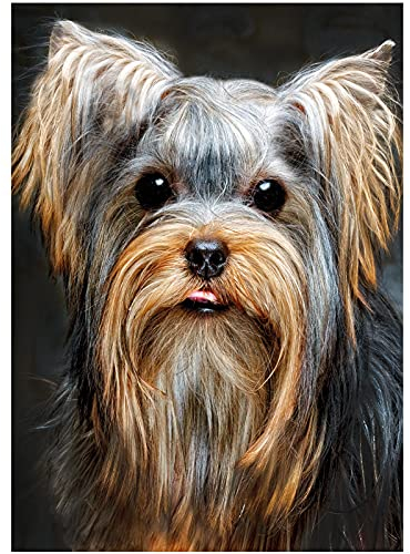 Ideen mit Herz 5D Diamond Painting | Diamant Painting Set | Motiv: 35 x 25 cm | Leinwand: 30 x 40 cm | runde Steinchen | inkl. Zubehör | Verschiedene Bilder zur Auswahl (Yorkshire Terrier)