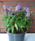 Schmetterlingsstrauch Buddleja Butterfly Candy Little Purple 30-40 cm im 5 Liter Pflanzcontaier