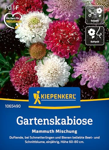 Kiepenkerl Gartenskabiosensamen Mammuth Mischung 1065490 - einjährige, duftende und insektenfreundliche Beet- und Schnittblume - Pflanzen, Blumensamen, Saatgut