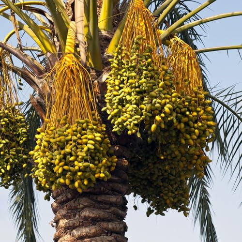 50 piezas semillas resistentes de palmera datilera - semillas de árboles, regalos de jardín para mujeres. Invernaderos de balcón, semillas de plantas de interior. Plantas perennes