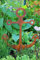 Bornhöft Gartenstecker Anker Metall Rost Gartendeko Edelrost Groß rostig (54cm x 46cm groß)