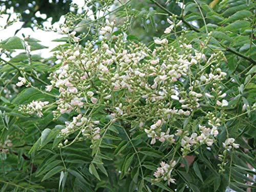 Green Future Pflanzenhandel Japanischer Schnurbaum Styphnolobium japonica Pflanze 35-40cm Honigbaum Rarität