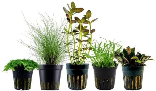 AquaOne Aquarium Pflanzen I 5X Wasserpflanzen I Einsteiger Aquarienpflanzen I Buchephalandra Eleocharis Bacopa Lilaeopsis I Set mit 5 Aquariumpflanzen