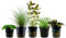 AquaOne Aquarium Pflanzen I 5X Wasserpflanzen I Einsteiger Aquarienpflanzen I Buchephalandra Eleocharis Bacopa Lilaeopsis I Set mit 5 Aquariumpflanzen
