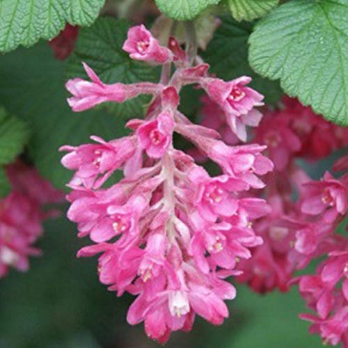 Blut Johannisbeere 'King Edward VII' - Ribes Sanguineum 'King Edward VII' - 50-60 cm Topf - Leuchtend rote Blüten und attraktives Laub