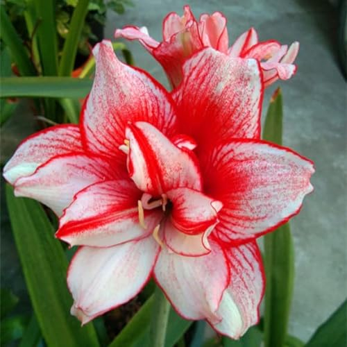 2 Amaryllis Zwiebel Steckzwiebeln Kaufen Weihnachten Amaryllis Zwiebeln Winterhart Mehrjährig Winterharte Pflanzen Für Garten Balkon Winterharte Pflanzen Zierblumen Hydroponik Blumenzwiebeln -R21